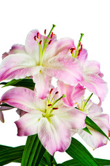 Beautiful flowers of lilies