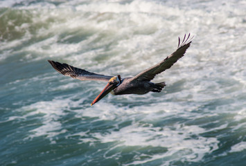Pelican flying over waves