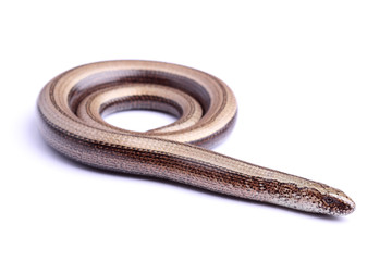 Obraz premium Female of Slowworm (Anguis fragilis) isolated on white