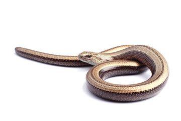 Female of Slowworm (Anguis fragilis) isolated on white