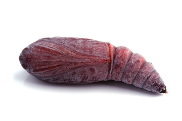 butterfly pupa isolated on white