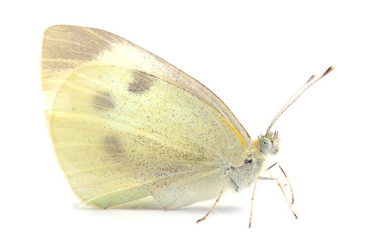 Butterfly -  Large White (Pieris brassicae) on white