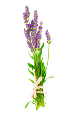 Obraz premium a bunch of lavender flowers on a white background
