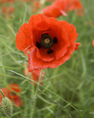 poppy