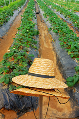 Hats of fruit gardener in strawberry farm