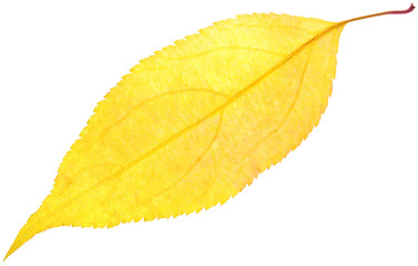 leaf