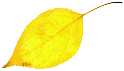 leaf