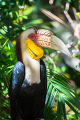 Wreathed Hornbill