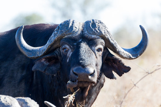 Buffalo