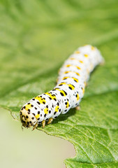 Fototapeta premium Mullein moth caterpillar