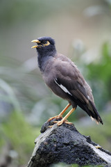 Common myna, Acridotheres tristis