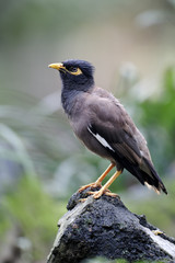 Common myna, Acridotheres tristis