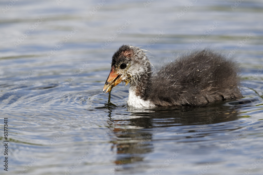 Wall mural Coot, Fulica atra