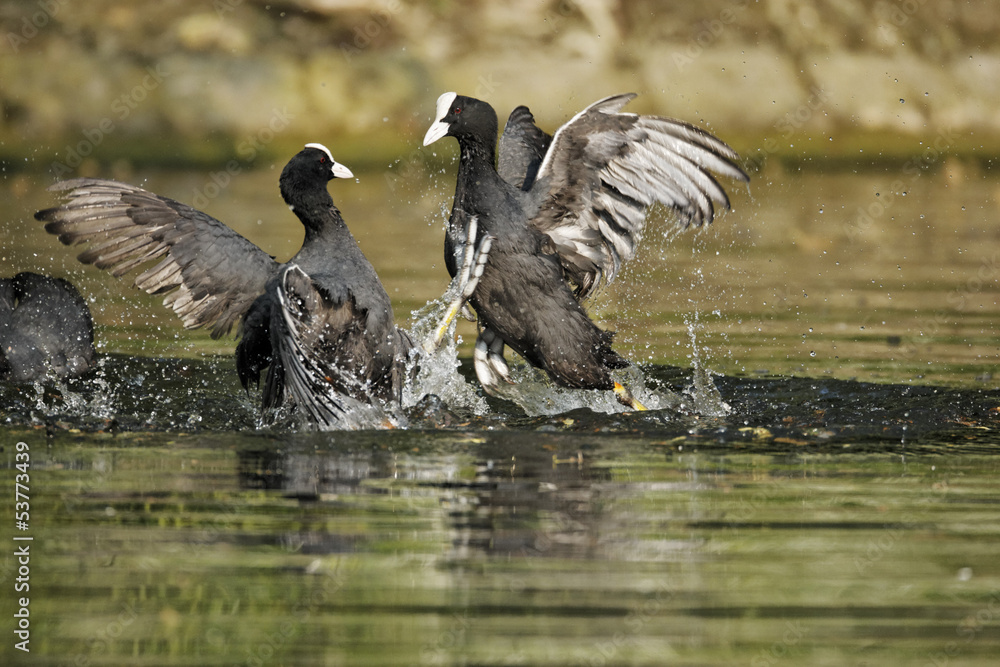 Wall mural coot, fulica atra