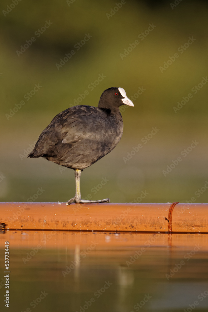Wall mural coot, fulica atra