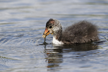 Coot, Fulica atra