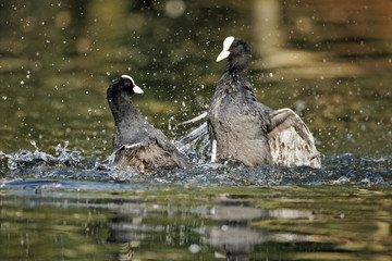 Coot, Fulica atra