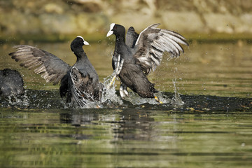 Fototapeta premium Coot, Fulica atra