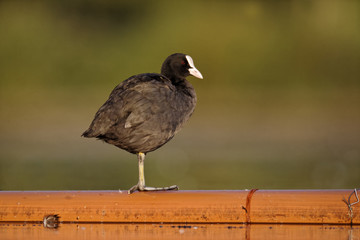 Coot, Fulica atra