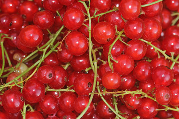 Natural background: berries of a red currant