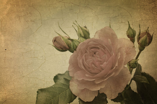 Vintage roses. Retro. Greeting card