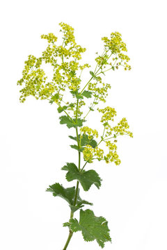 Frauenmantel (Alchemilla xanthochlora)  - Blüte und Blätter