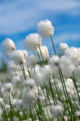 Obraz na płótnie Canvas Kwitnie trawy bawełny na tle błękitnego nieba