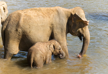 Elephant baby with mother in the river