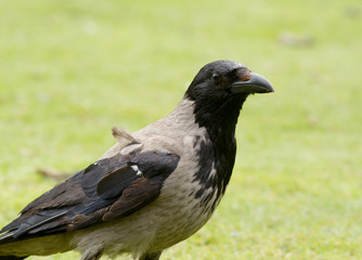 Hooded Crow