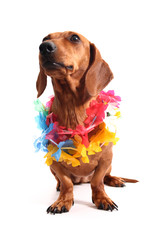 Aloha dachshund