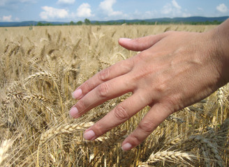 Touching the wheat