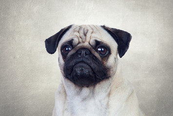 Nice pug dog with white hair