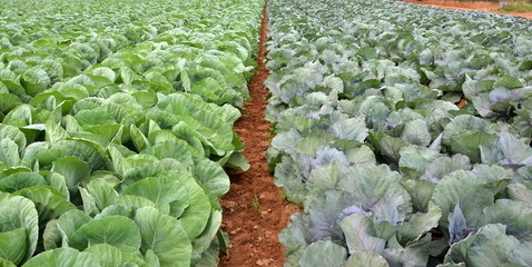 Field of fresh and ripe multicolored collard