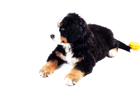 Puppy bernese mountain dog