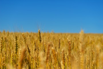 wheat field with blue sky in background