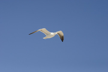 Seagull flying