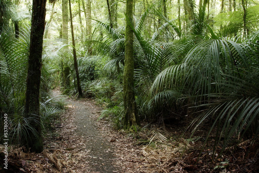 Canvas Prints Tropical forest