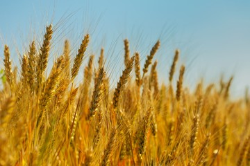 wheat field with blue sky in background