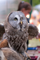 owl