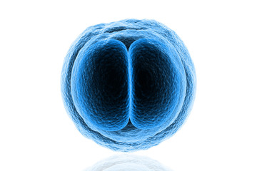 Zygote Cell
