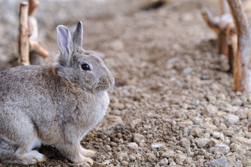 ウサギのポートレート