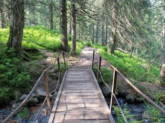 Bridge In The Forest