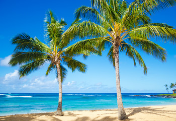 Fototapeta na wymiar Palmy na piaszczystej plaży na Hawajach