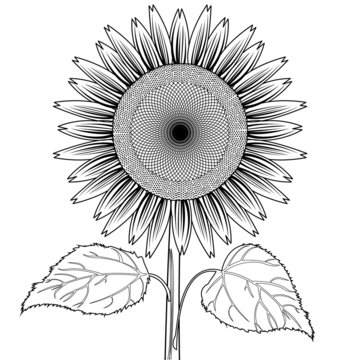 sunflower with leaves out line vector