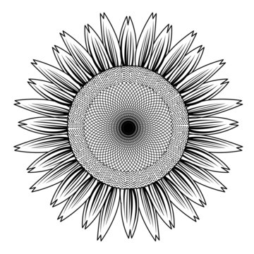 sunflower out line vector