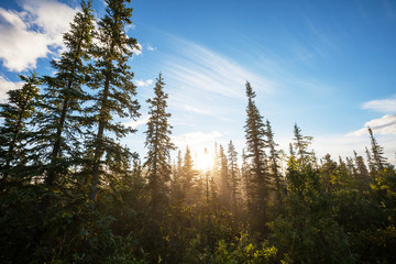 Forest on Alaska