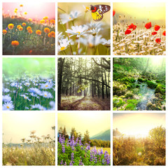 Flowers collage