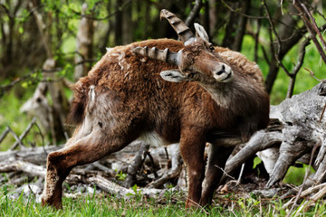 Capra ibex
