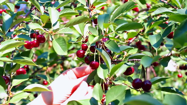 Branch of cherry