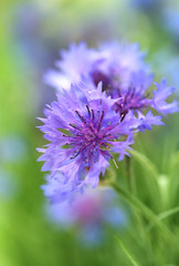Beautiful cornflowers, outdoors